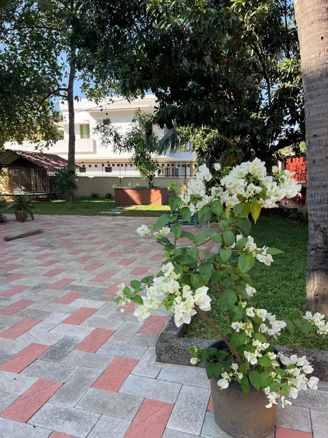 Flowering plants along the paved drive